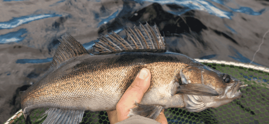 is-walleye-fish-healthy-to-eat-2